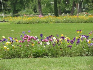 Another pic from Mughal garden.